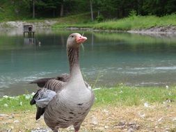greylag goose