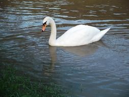 a white swan with a graceful neck in a pond