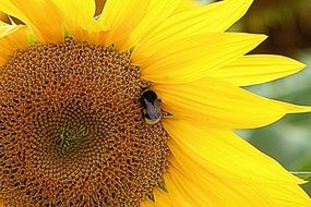 Hummel on the sun flower in summer