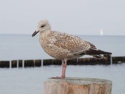 motley seagull