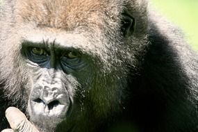 gorilla in the meadow close up