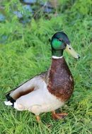 Mallard drake stands on grass