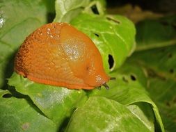 orange snail on the leaf