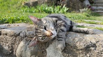 Lazy kitten lies on the ground