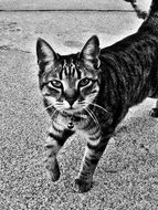 Cute Feline cat