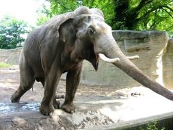 elephant with white tusks