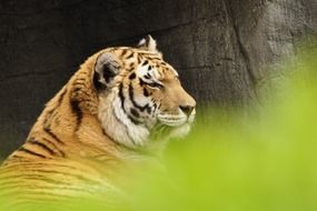 Tiger Predator Animals