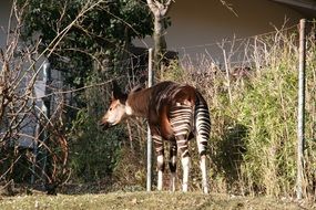 zebra near the fence