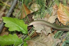 Slow Worm Snake