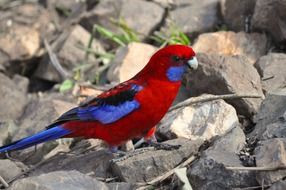 raspberry rosella on stone