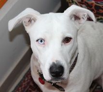 white pit bull terrier with heterochromia