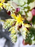bee pollinates bright flowers