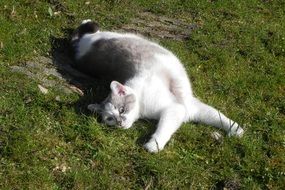 Domestic Cat collapsed on the grass