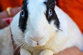 White Black Hare