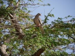 Pigeon bird is sitting on the green tree branch
