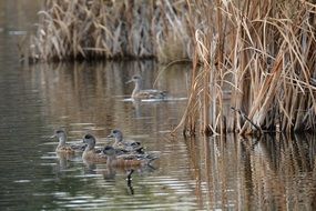 ducks in a pond with reeds