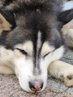 Husky sleeps on the street