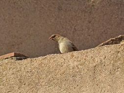 Sparrow on Roof