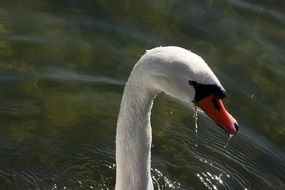 portrait of Wet swan in water