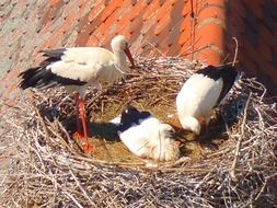 three storks in the nest on a sunny day