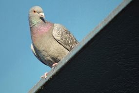 pigeon bird on the roof