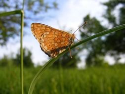 butterfly on the blade of grass