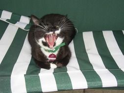 yawning cute cat