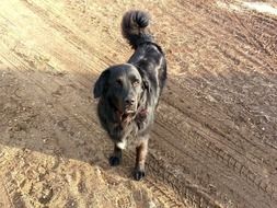 Black dog outdoors