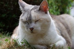 relaxed cat lying on the grass