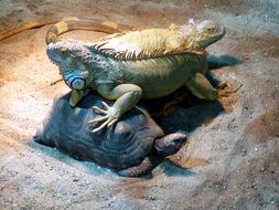 turtle and iguanas in terrarium