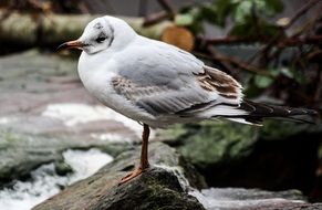 seagull standing on the rock