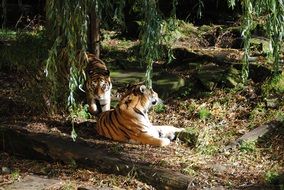 picture of the tigers in the wildlife