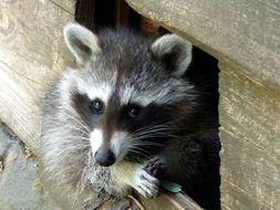 close up photo of curious raccoon