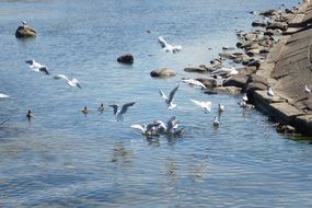 A lot of birds on a beach