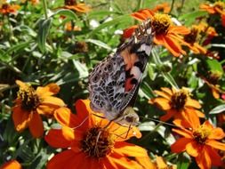 Butterfly on the Orange Flower