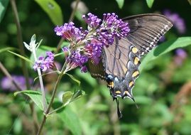 black sailboat butterfly on a purple flower close-up on blurred background