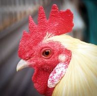 profile portrait of a white chicken