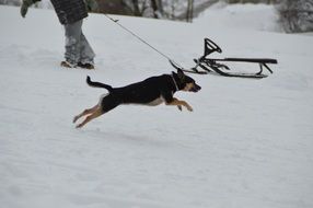 Winter Dog