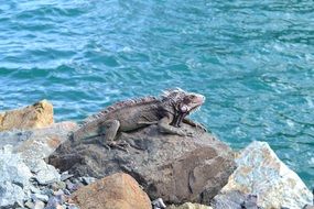 iguana on the rocky coast