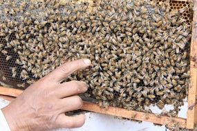 India Bee Queen