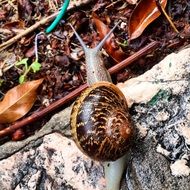 Closeup picture of Snail in the forest in winter