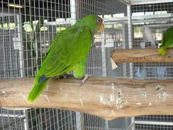 parrot in a cage on a thick stick