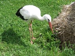 two-colored stork bird in the wildlife