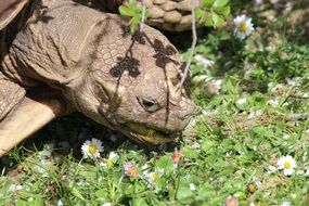 Portrait of giant tortoise
