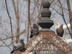 Pigeon Park