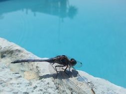 Dragonfly near the pool