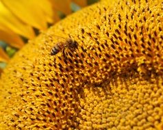 small bee on a sunflower