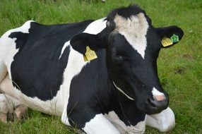 cow with black and white spots on green pasture