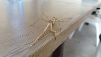 praying mantis in the table