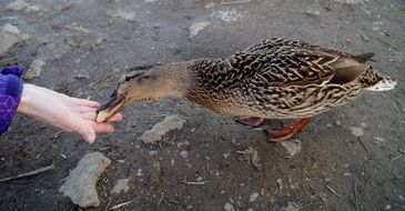 feeding wild duck